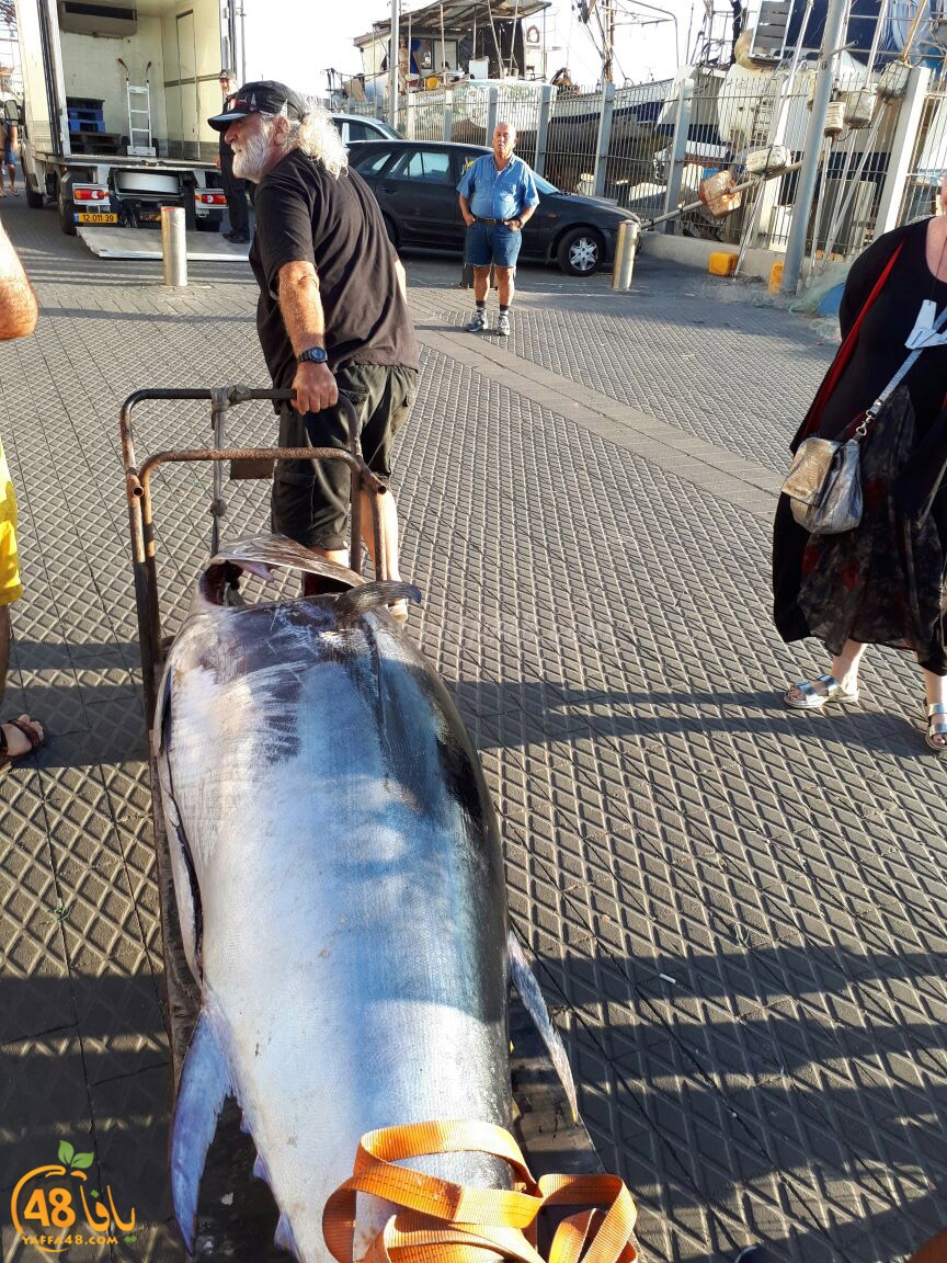 tuna fish yaffa (11).jpg